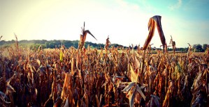 Cornfield